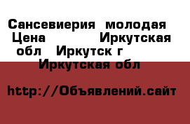 Сансевиерия  молодая › Цена ­ 1 000 - Иркутская обл., Иркутск г.  »    . Иркутская обл.